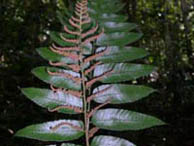 Ferns